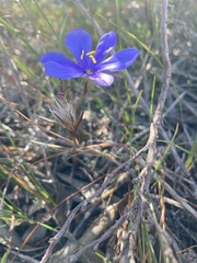 Aristea glauca