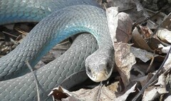 Coluber constrictor foxii
