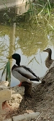 Anas platyrhynchos