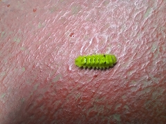 Cyanophrys herodotus