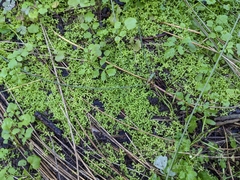 Micranthemum glomeratum