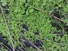 Micranthemum glomeratum