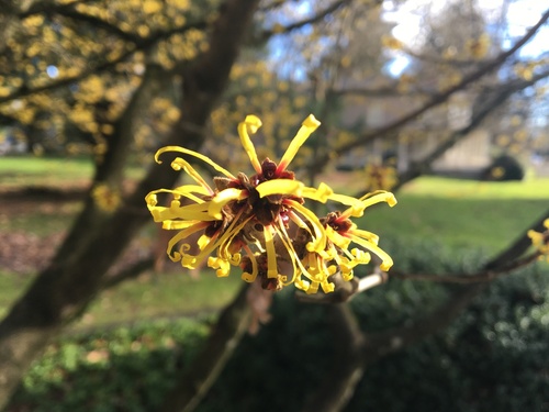 Hamamelis japonica iNat (1)