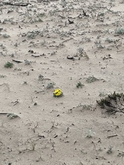 Erysimum menziesii