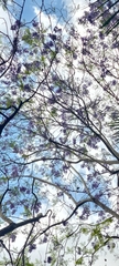 Jacaranda