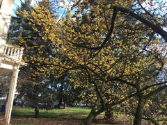 Hamamelis japonica
