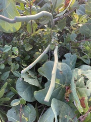 Euphorbia tithymaloides