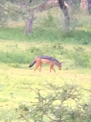 Lupulella mesomelas schmidti