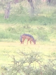Lupulella mesomelas schmidti
