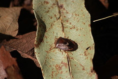 Ascra bifida