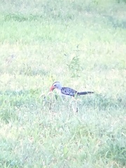 Tockus erythrorhynchus