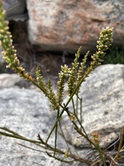 Thesium spicatum
