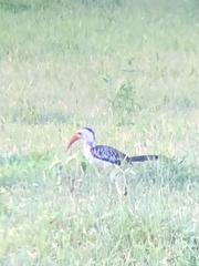 Tockus erythrorhynchus