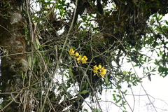 Cyrtochilum macranthum