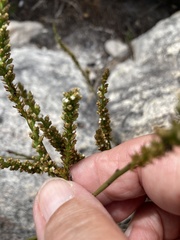 Thesium spicatum