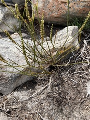 Thesium spicatum