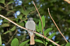 Terpsiphone bourbonnensis