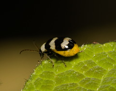 Monolepta cavipennis