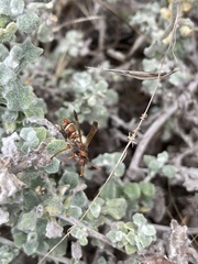 Polistes marginalis