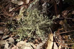 Usnea intermedia