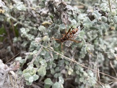 Polistes marginalis