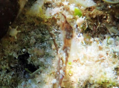 Calcarina spengleri