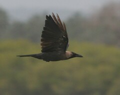 Corvus splendens