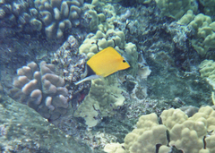 Forcipiger flavissimus