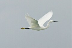 Egretta garzetta