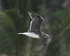 Ichthyaetus hemprichii
