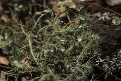 Usnea intermedia