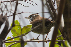 Thryophilus nicefori