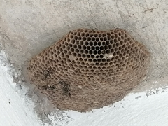 Polybia plebeja