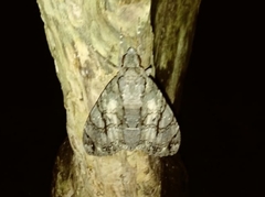 Cocytius antaeus
