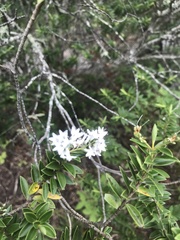 Veronica brachysiphon