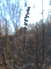 Vitex agnus-castus