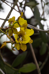 Cyrtochilum macranthum