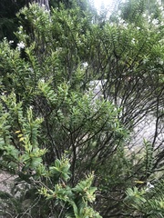 Veronica brachysiphon