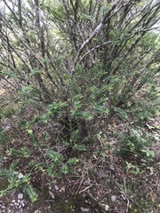 Veronica brachysiphon