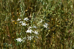 Ornithogalum prasinantherum
