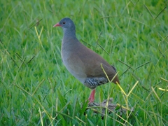 Crypturellus parvirostris