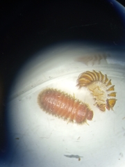 Thylodrias contractus