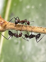 Camponotus nicobarensis