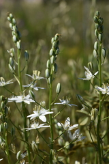Ornithogalum prasinantherum
