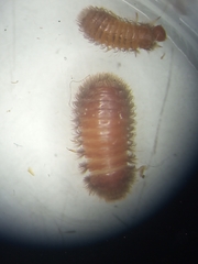 Thylodrias contractus