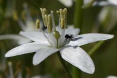 Ornithogalum prasinantherum