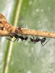 Camponotus nicobarensis