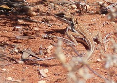 Ctenophorus isolepis