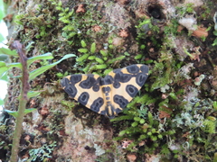 Pantherodes pardalaria