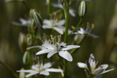 Ornithogalum prasinantherum